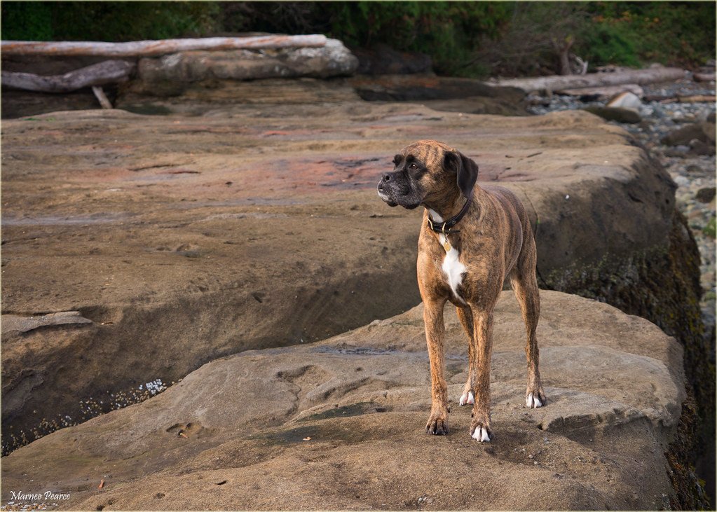 Elegant Boxers