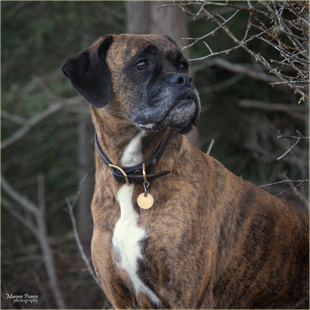 Elegant Boxers